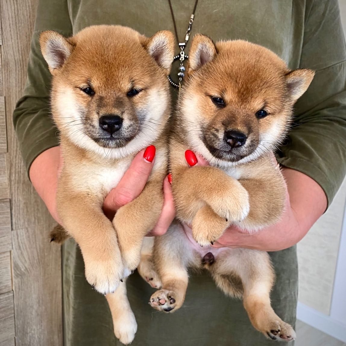 Shiba Inu Welpen Kaufen Zu Verkaufen - Tierwelpen