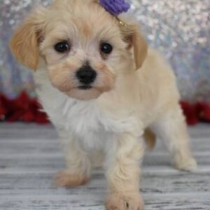 maltipoo zu verkaufen schweiz - Tierwelpen