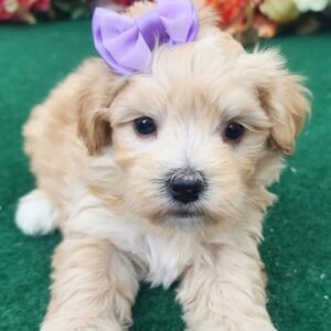 STELLA: Weiblich Maltipoo zu verkaufen - Tierwelpen