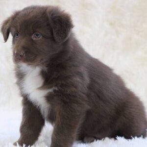 australian shepherd welpen blue merle