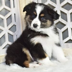 australian shepherd welpen österreich - Tierwelpen