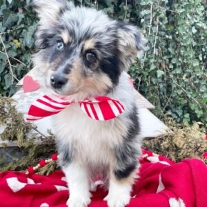 australian shepherd welpen züchter