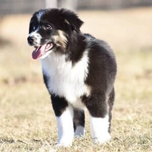 australian shepherd welpen bayern