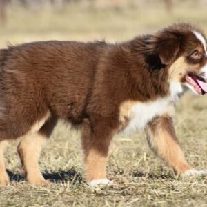 australian shepherd welpen kaufen