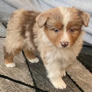 australian shepherd welpen nrw