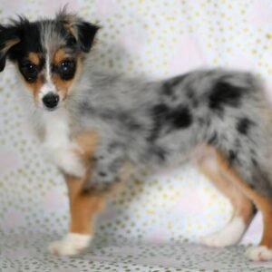 australian shepherd welpen - tierwelpen.site