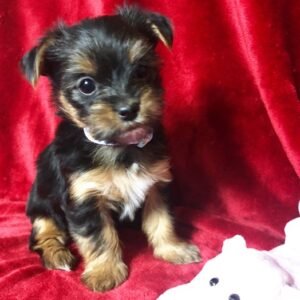 yorkshire terrier kaufen baden-württemberg