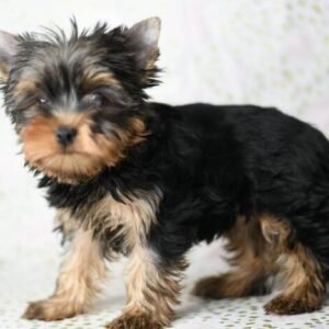 yorkshire terrier kaufen österreich - Tierwelpen