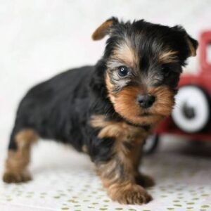 FRAN: Weiblich Yorkshire Terrier zu verkaufen