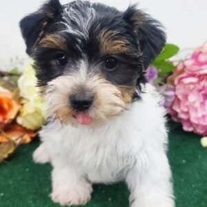 yorkshire terrier welpen kaufen österreich