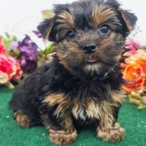 yorkshire terrier zu verkaufen