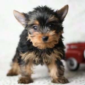 yorkshire terrier welpen zu verkaufen - Tierwelpen