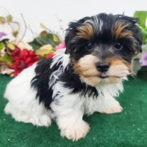 yorkshire terrier kaufen bayern - Tierwelpen