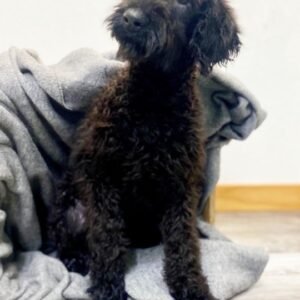 BARRON: Männlich Standard Labradoodle zu verkaufen - Tierwelpen