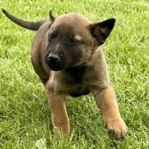 Max: Männlich Malinois zu verkaufen - Tierwelpen