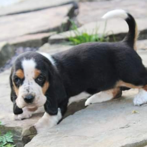 Maggie: Weiblich Basset hound zu verkaufen - Tierwelpen