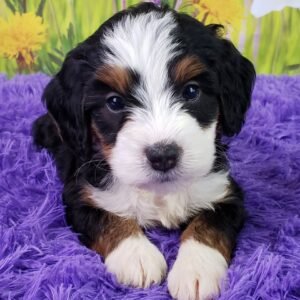 bernedoodle kaufen schweiz