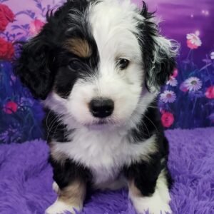 bernedoodle medium züchter