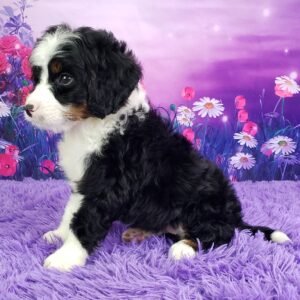 bernedoodle mini kaufen