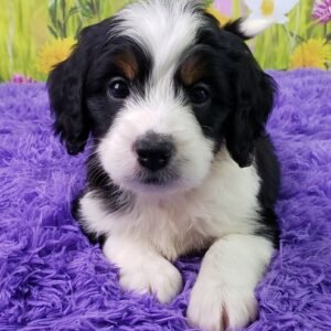 bernedoodle mini züchter