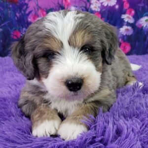 mini bernedoodle