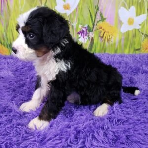 mini bernedoodle züchter nrw