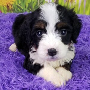 tiny bernedoodle züchter